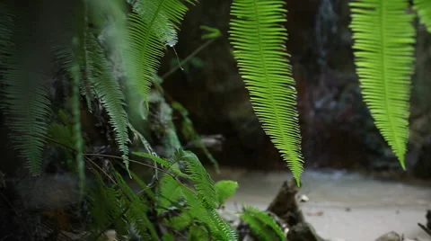 Rainforest waterfall  Vidéo 999304