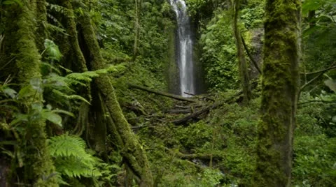 Rainforest waterfall Stock Footage 11427876