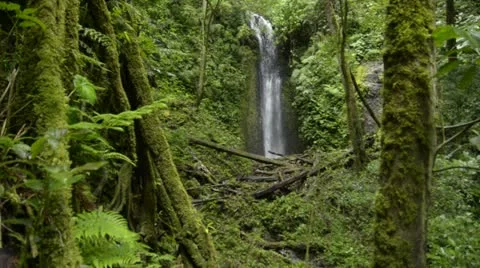 Rainforest waterfall Stock Footage 11430930