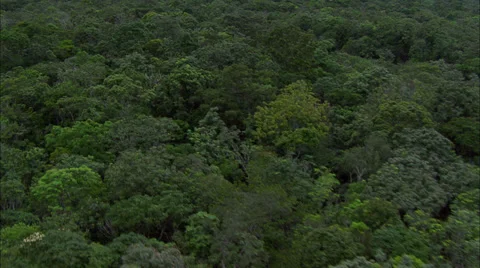 Rainforest Waterfall Stock Footage 39909934