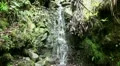 Rainforest waterfall in Madeira 20120225 133438 HD Footage