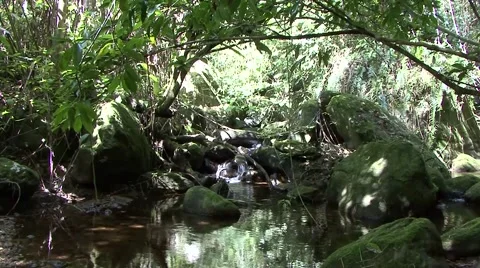 Rainforest waterfall runs down into the stream in the rainforest undergrowth Stock Footage 54212244
