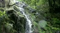 Rainforest waterfall scene with sound 20110430 162418 HD Footage