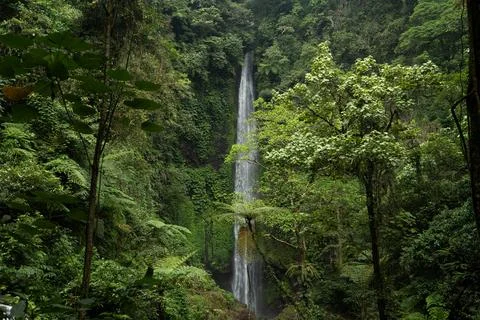 Rainforest Waterfall Seen Between Tree Trunks, Moody Green, Bali Stock Photos