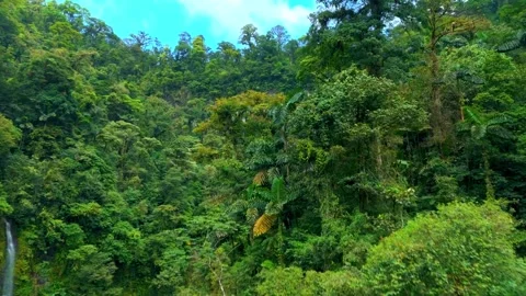 Rainforest waterfall surrounded by dense green jungle foliage Stock-Footage 341329075