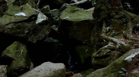 Rainforest waterfall &amp; trees Stock Footage 68502509