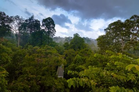 Rainforest wiew from the Canopy Walk Tower In Sepilok, Borneo Stock Photos