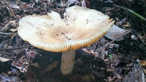 Rainforest Wild Mushroom Stock Footage 107175514
