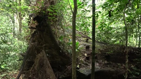 Rainforest windfall, Malaysia Stock Footage 303780307