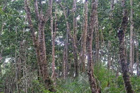 Rainforest in Zanzibar Stock Photos