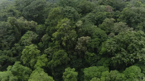 Rainforests drone flying over trees Stock Footage 274722856