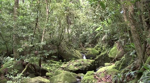 Rainforests of Madagascar Stock Footage 54212338