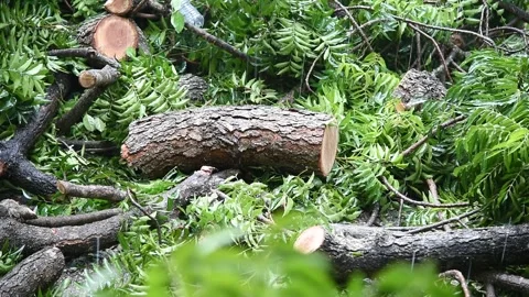 Raining after cut the tree, Log and leaf on ground with rain (handheld shot) Stock Footage 340252842
