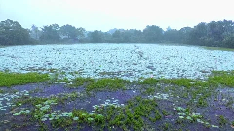 Raining all around  nature, pond full with pink lotus flower &amp; plants. Stock Footage 152169108