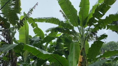 Raining and banana tree on daylight Stock Footage 312399030