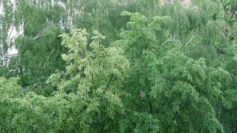 Raining and green trees Stock Footage 134125608