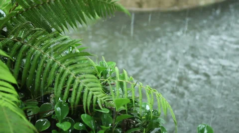 Raining and thunder Stock Footage 35965333