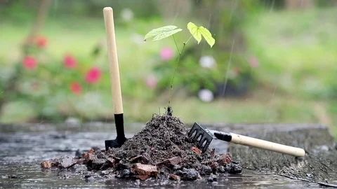 Raining and wind blowing the leaf of the small tree with garden in background. Stock Footage 103963264