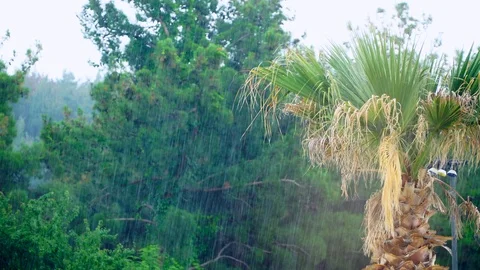 Raining with beautiful trees. 스톡 동영상 91864575