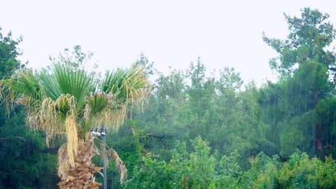 Raining with beautiful trees. Stock Footage 91864596