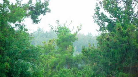 Raining with beautiful trees. Stock Footage 91865174