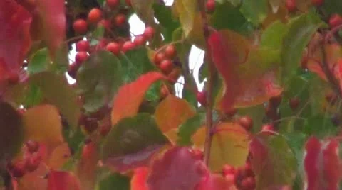 Raining On Bright Colored Cherry Tree Stock Footage 12573897