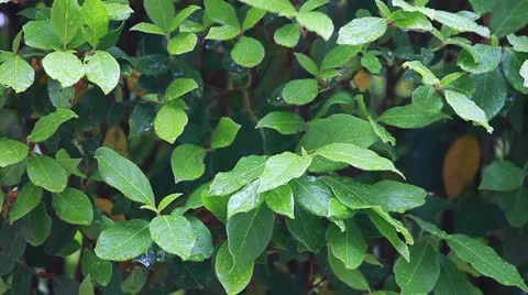 Raining on bush Stock Footage 11077871