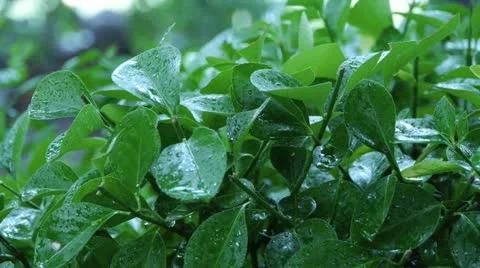 Raining on bushes Stock-Footage 10991133