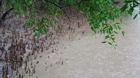 Raining on a cannal in Sundarbans Video stock 345137781