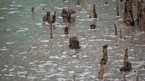 Raining on a cannal in Sundarbans Stock Footage 345138028