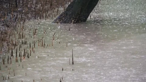 Raining on a cannal in Sundarbans Stockbeeldmateriaal 345138034