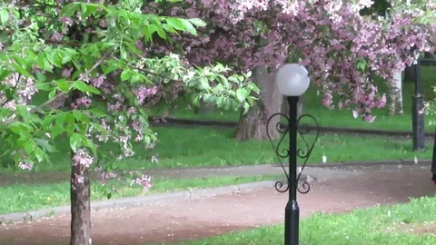 Raining in the city Park. Tree with falling pink petals. Stock Footage 107768320