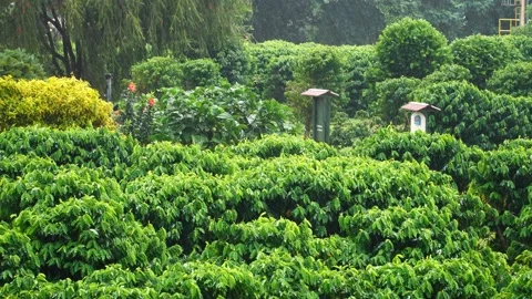 Raining on a coffee plantation. Vídeos de archivo 162928139