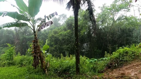 Raining day in the Atlantic forest. raindrop on banana tree and coconut tree Stock Footage 167180515