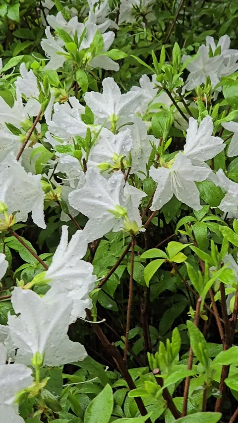 Raining day , beautiful raindips view, white flowers vibrations Stock Footage 272458215