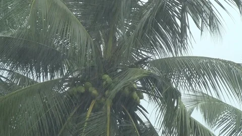 Raining Day 動画素材 100053592