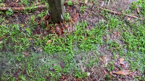 Raining day footage Stock Footage 241149612