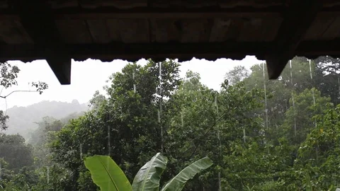Raining day in the forest. Nature background Stock Footage 114539089