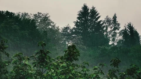 Raining day in forest, Rainy Day, Season background Stock Footage 247241265