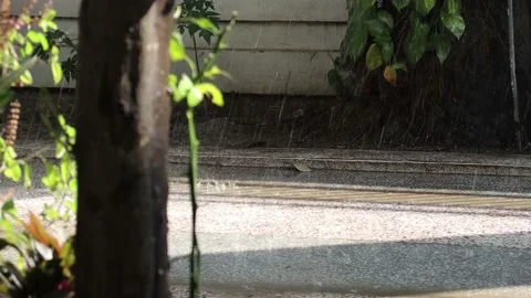 Raining day in home . rain drop on banana tree leaf. parasite tree. Stock Footage 142985524