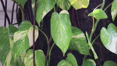 Raining day in home . rain drop on banana tree leaf. parasite tree. Stock Footage 142985583