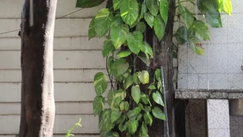 Raining day in home . rain drop on banana tree leaf. parasite tree. Stock Footage 142985651