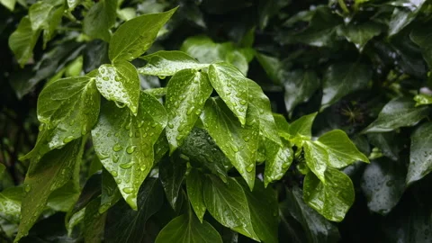 Raining day. Raindrops fall on green wet leaves Stock Footage 196631070