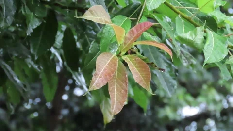 Raining day in tropical forest Stock Footage 252960348