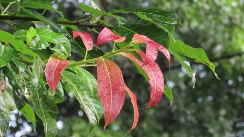 Raining day in tropical forest Stock Footage 252960350