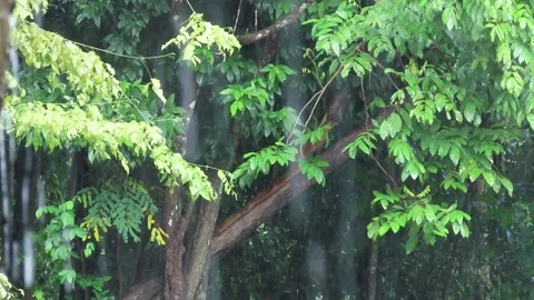 Raining day in tropical forest Stock Footage 252960365