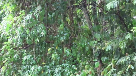 Raining day in tropical forest Stock Footage 252960372