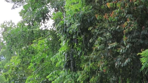 Raining day in tropical forest Stock Footage 252960383
