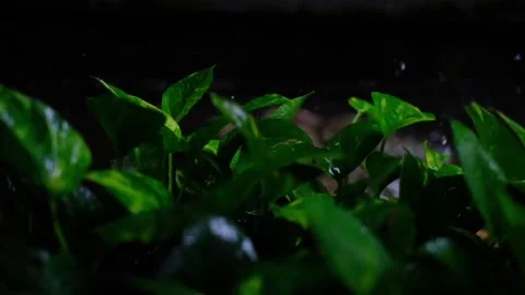 Raining day in tropical forest Stock Footage 262523744