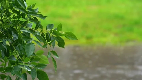 Raining day in tropical forest. rain drop on banana tree. parasite tree. sound Stock-Footage 155648043